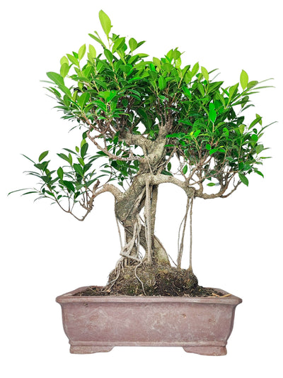 Bonsai di Ficus con radici aeree intrecciate, foglie verdi lucide e vaso in ceramica rettangolare color terracotta.