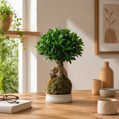Kokedama di Ficus Ginseng su tavolo in ambiente luminoso