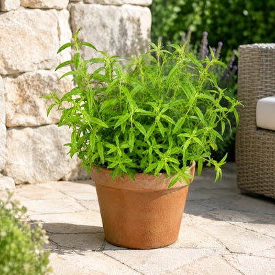 Pianta di citronella in vaso di terracotta per patio e giardino