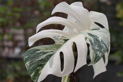Foglia di Monstera Albo variegata con ampie macchie bianche sul verde intenso