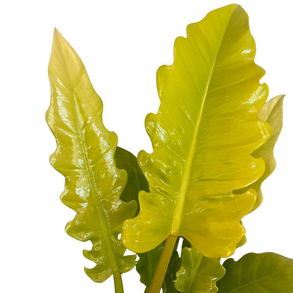 Foglie di colore verde acido dal contorno irregolare del Philodendron Ring Of Fire