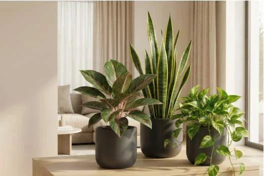 Monstera deliciosa, Ficus elastica e Sansevieria, piante da interno resistenti in un salotto moderno e luminoso