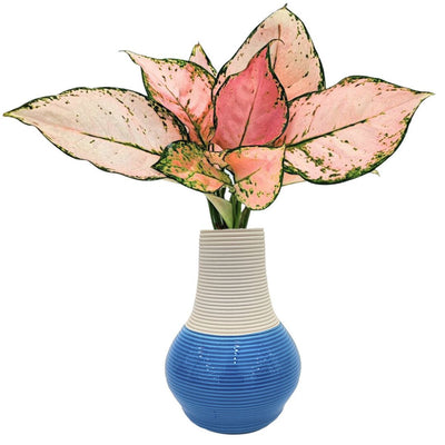 Aglaonema Lucky Red dalle foglie rosa intenso in vaso di argilla bianca su fondo blu
