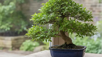 Bonsai di olmo cinese con chioma fitta di foglie piccole e dentellate in vaso di ceramica