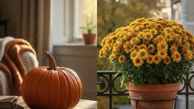 Composizione con zucca in casa e crisantemo sul balcone