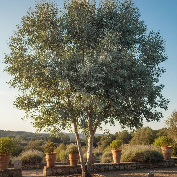 Eucalipto Gunnii maestoso in un giardino soleggiato con foglie grigio-azzurre