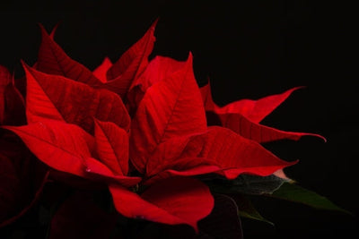 Brattee rosse di Stella di Natale in primo piano su sfondo nero