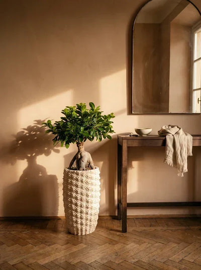 Bonsai Ficus Ginseng Fira in stanza elegante posizionato su parquet vicino a consolle e specchio