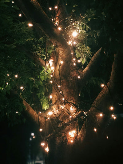 Piante da appartamento disposte vicino a una finestra con luce naturale