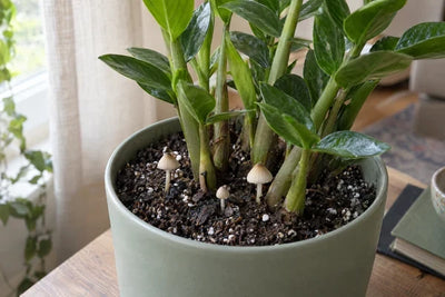 Zamioculcas in vaso verde con piccoli funghi chiari cresciuti nel terriccio, su un tavolo vicino alla finestra.