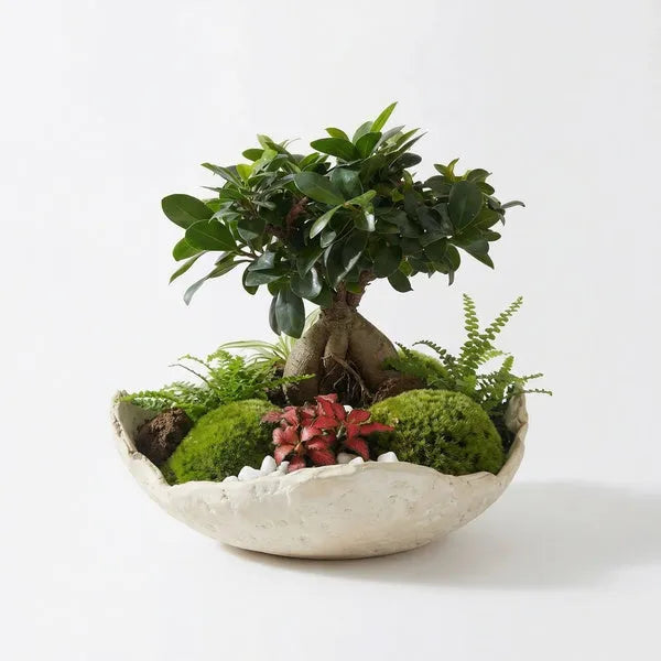 Kit de Terrario Hazlo Tú Mismo "Geo Terrarium" | Jardín Zen con Bonsái y Cuenco Artesanal