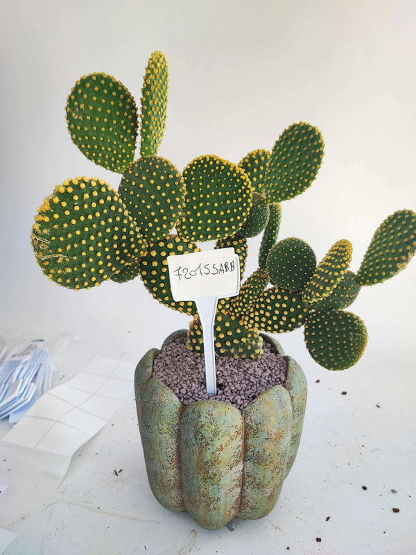 Opuntia microdasys