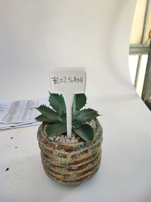 AGAVE POTATOIRE