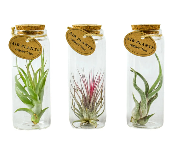 Tillandsia Tube Cork Medium