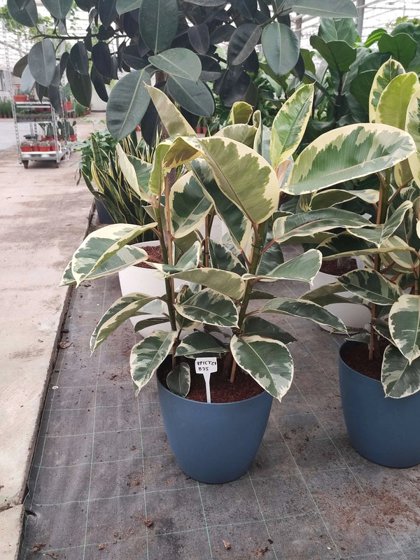 FICUS TINEKE DIAM 27 BAYLON 35 RISERVA D'ACQUA
