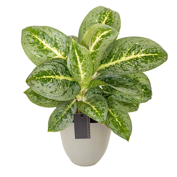 Aglaonema Menthe citronnée