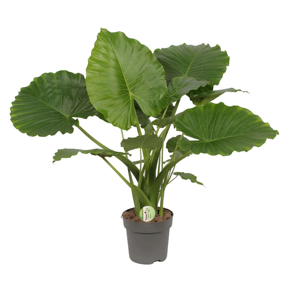 Alocasia gageana California altezza pianta 85 cm diametro vaso 24 cm SO