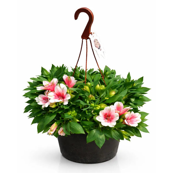 Alstroemeria vaso basket D.19