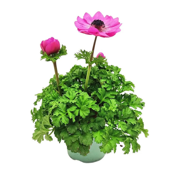 Set of 3 Anemone coronaria plants D.14 H.30 cm