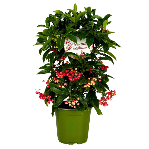Ardisia crenata pot H.35 cm