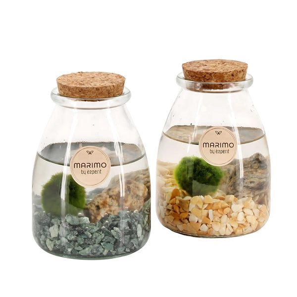 Plantas acuáticas Arr. Marimo 90532