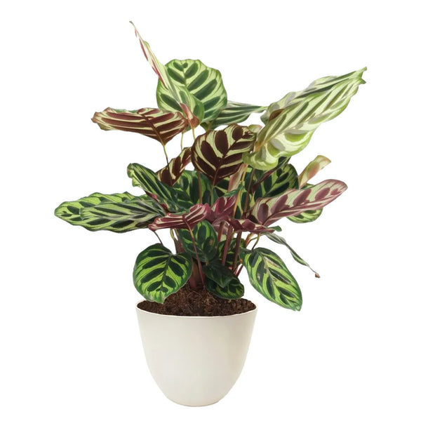 Calathea Makoyana altezza D.13 cm