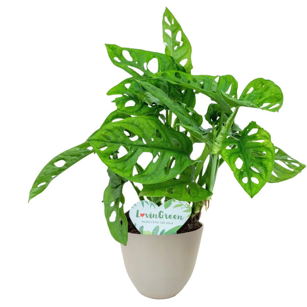 Monstera Monkey D. 12 cm