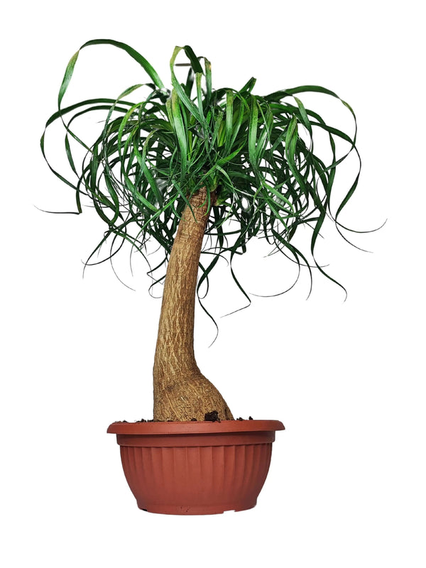 Beaucarnea (Mangiafumo) Altezza Pianta 60 cm
