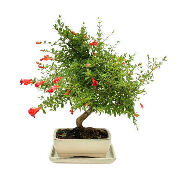 Bonsai Punica Granatum (Granatapfel) 8 Jahre - Premium Kollektion