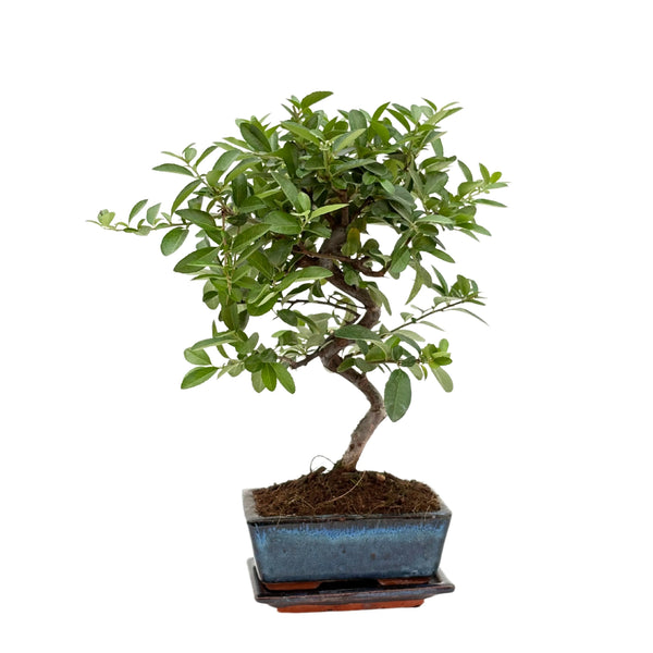 Bonsaï 7 Ans Pyracantha (Buisson ardent) - Collection Premium