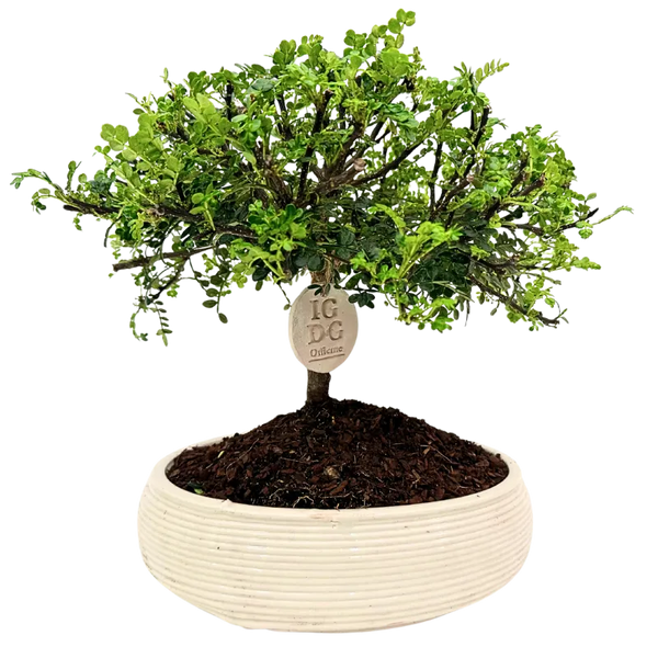 Pepper Bonsai in Handmade Italian Ceramic Pot