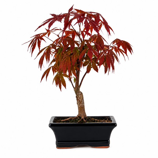 Bonsaï 7 Ans Acer Palmatum Atropurpureum (Érable) - Collection Premium