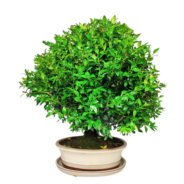Bonsái Buxus sp. (Boj) 15 Años - Colección Premium