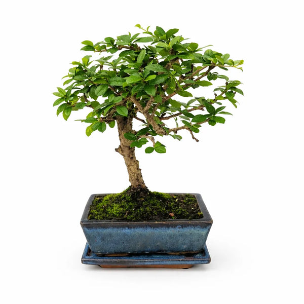 Bonsai 5 anni carmona microphylla - Collezione Premium