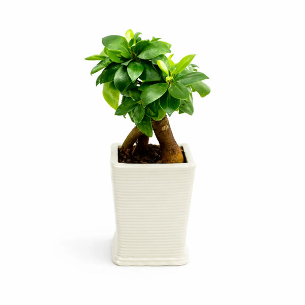 Bonsaï Ficus Ginseng en pot artisanal D. 8 H. 26 cm