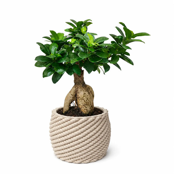 Bonsai ficus ginseng in vaso artigianale Carina D.14 cm in argilla
