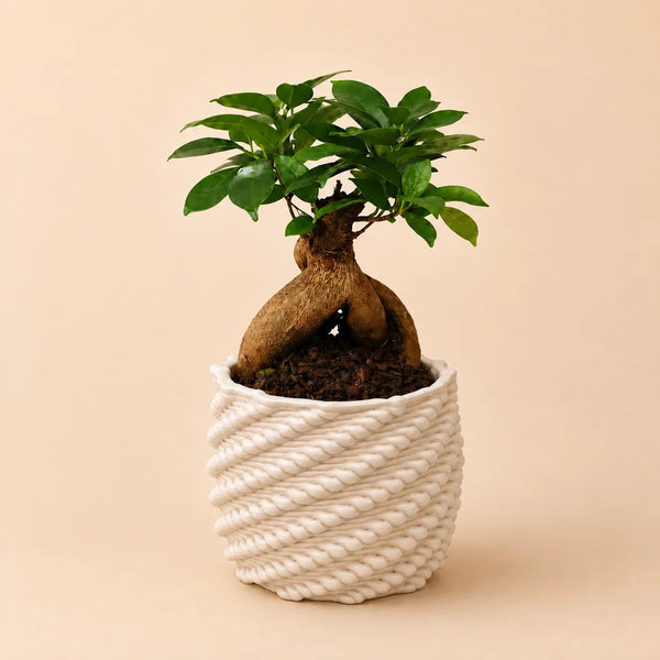 Bonsai ficus ginseng in vaso Carina D.10 in ceramica