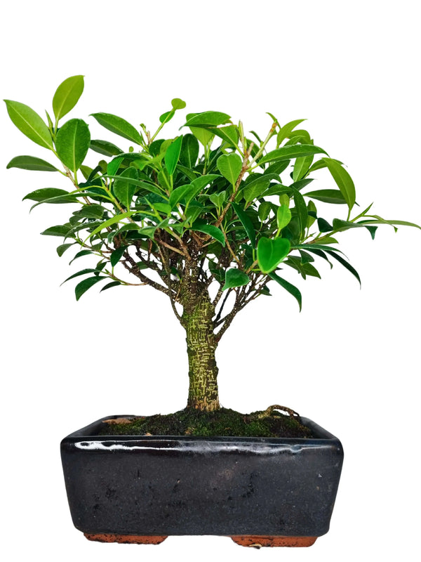 Bonsái Ficus Retusa Bola - Altura de la planta 35 cm