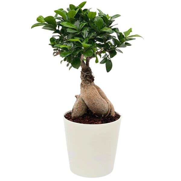 Bonsai Ficus Ginseng im weißen Keramiktopf, Höhe 44 cm