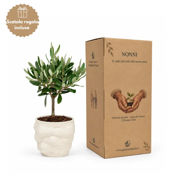 Bonsai Olivo in Vaso Alba in Argilla Pregiata D. 10 H. 21 cm edizione festa dei nonni