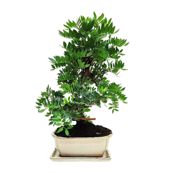Bonsai 12 Years Old Pistacia Lentiscus (Mastic Tree) - Premium Collection