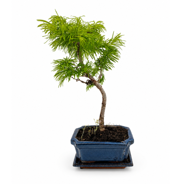 Bonsaï Pseudolarix Amabilis 7 Ans - Collection Premium