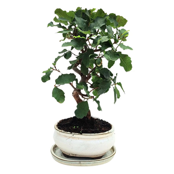 Bonsaï Quercus Faginea 8 ans - Collection Premium
