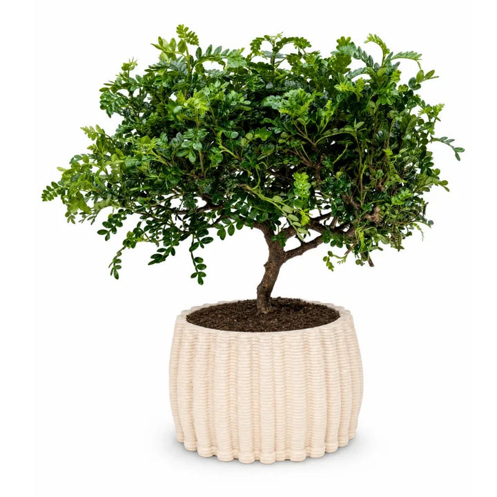 Bonsai di pepe Zanthoxylum piperitum in vaso di ceramica Dioniso, vista d'insieme della pianta