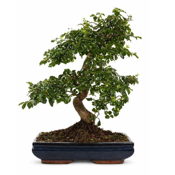 Bonsái ligustrum forma S D30 H.50 cm