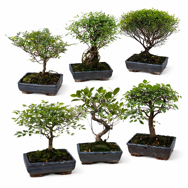 Bonsai mix sageretia serissa D.15 H.25 cm