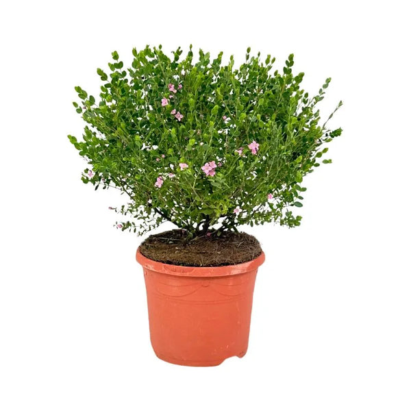 Boronia crenulata