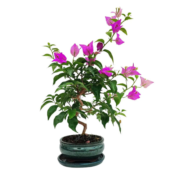 Bonsai Bougainvillea Glabra 9 Jahre – Premium Kollektion