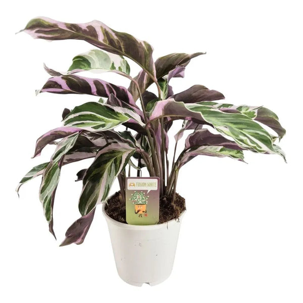 Calathea Fusion White H.40