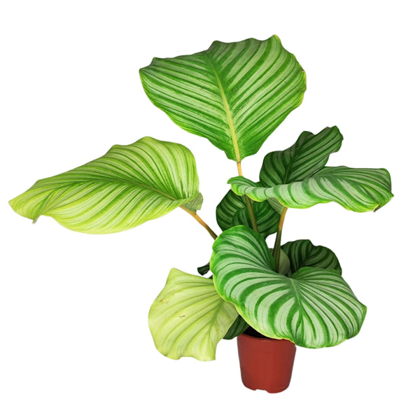 Calathea orbifolia plant height 40 cm